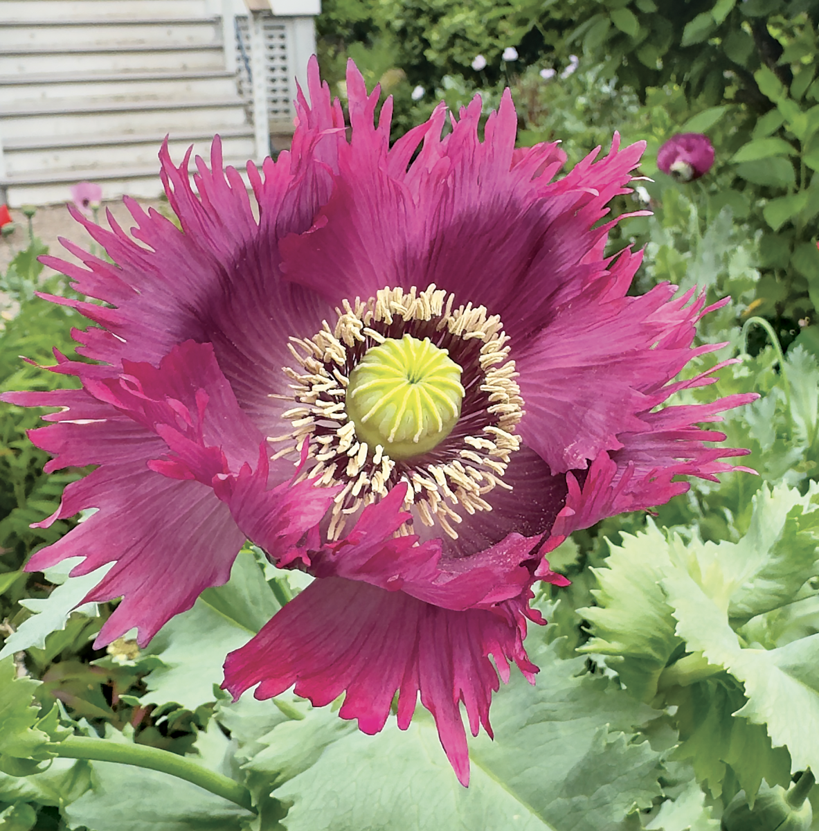 A frilly-petaled poppy from this year’s crop.